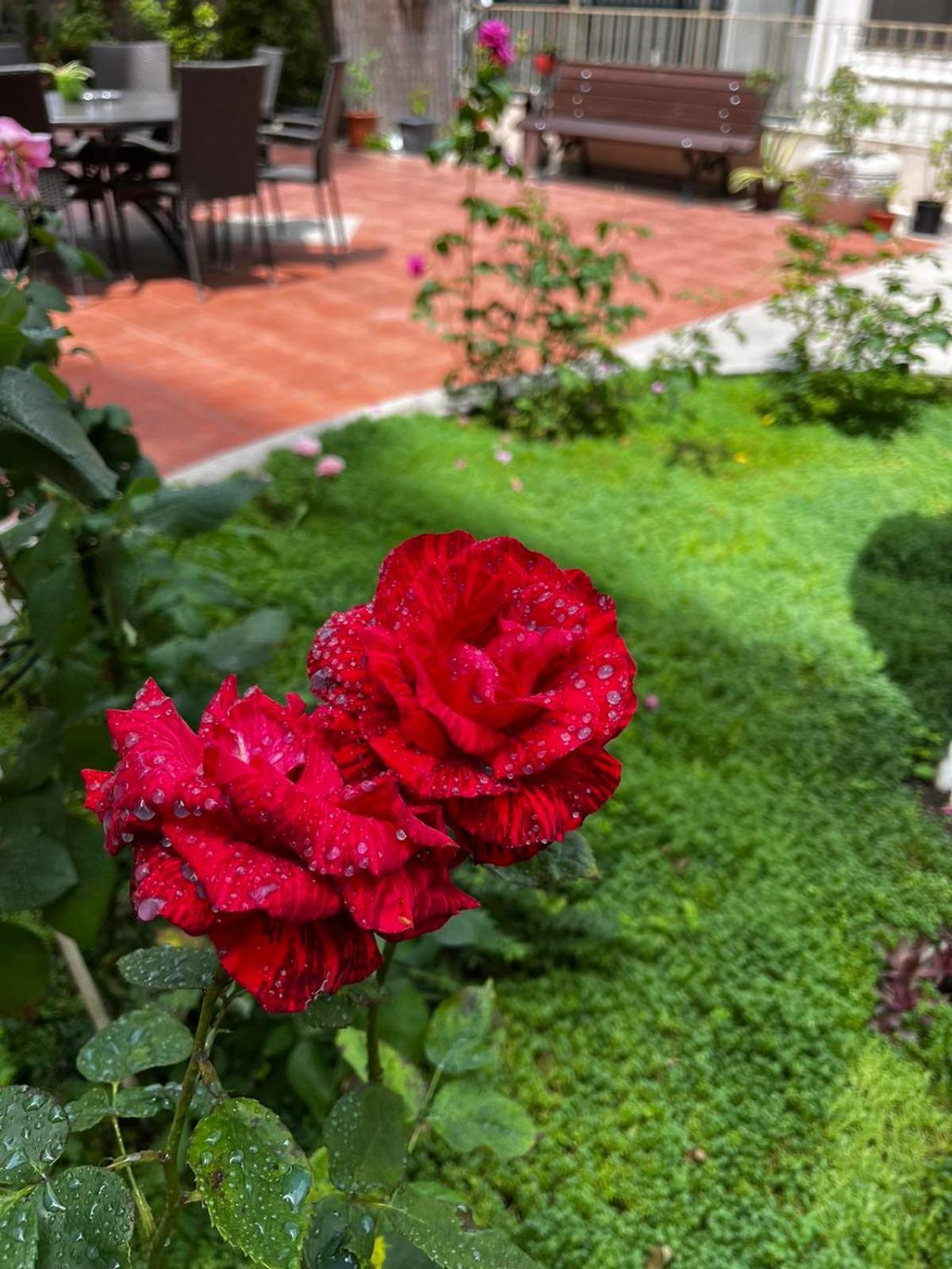 Rose Garden Omax Apartments Slăntjev Brjag Exteriör bild