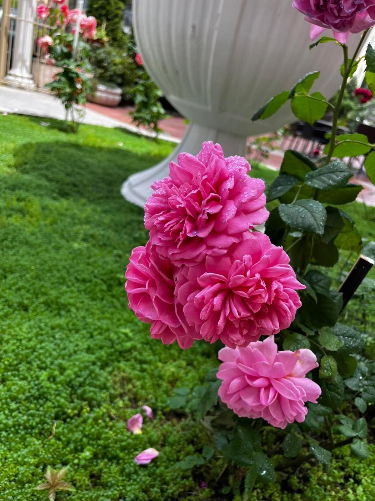 Rose Garden Omax Apartments Slăntjev Brjag Exteriör bild