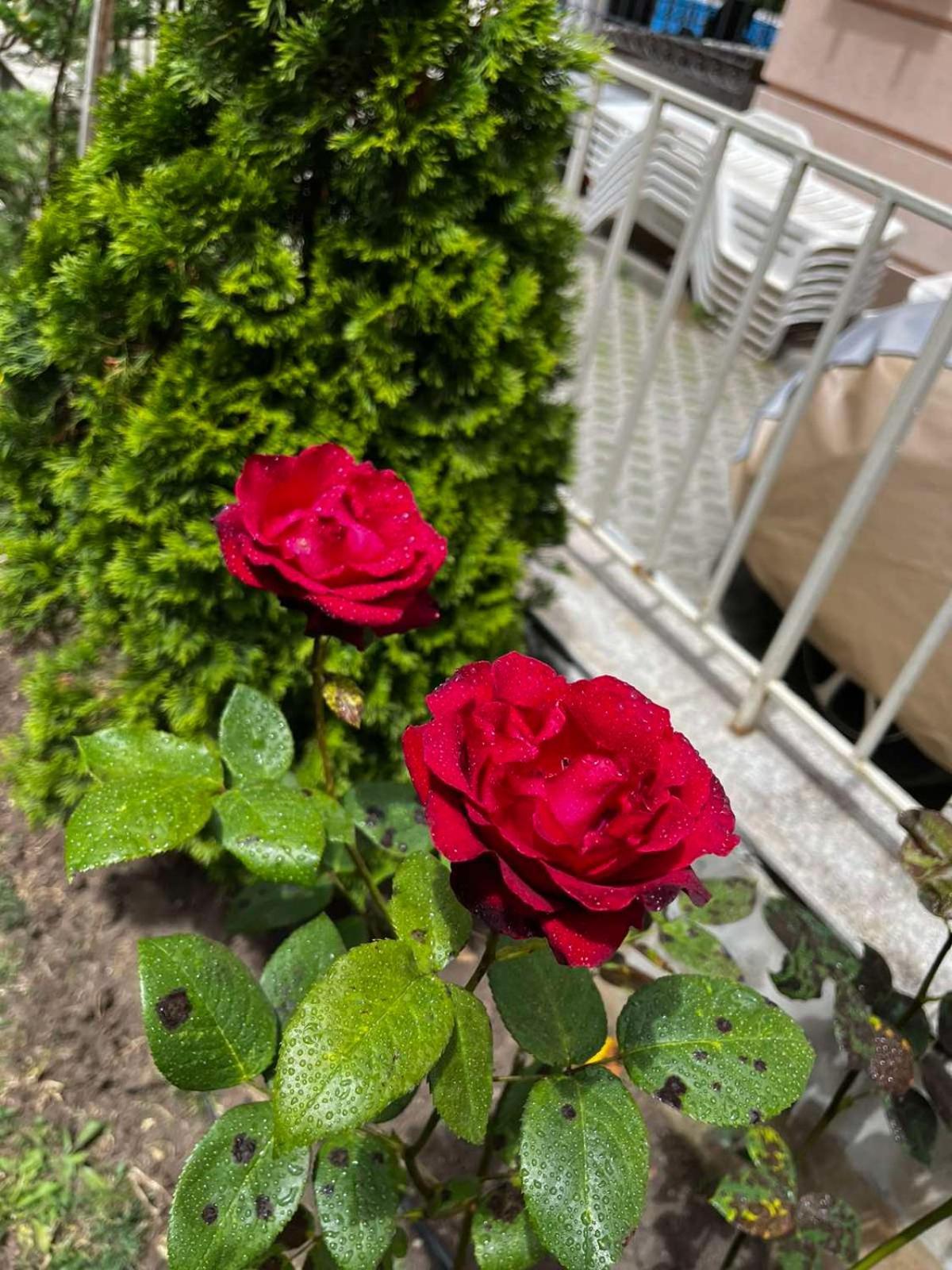 Rose Garden Omax Apartments Slăntjev Brjag Exteriör bild